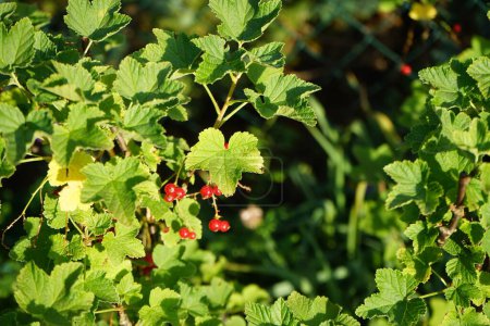 Photo for Redcurrant, Ribes rubrum 'Jonkheer van Tets' in June in the garden. The redcurrant or red currant, Ribes rubrum, is a member of the genus Ribes in the gooseberry family. Berlin, Germany - Royalty Free Image