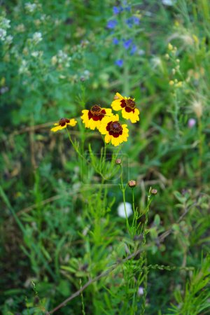 Foto de Coreopsis tinctoria florece en junio. Plains coreopsis, garrapata de jardín, garrapata de oro, o calliopsis, Coreopsis tinctoria, es un forb anual. Berlín, Alemania - Imagen libre de derechos