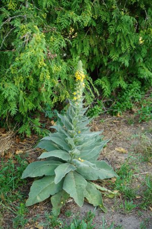 Photo for Verbascum thapsus  blooms in June. Verbascum thapsus, the great mullein, greater mullein or common mullein is a species of mullein. Berlin, Germany - Royalty Free Image