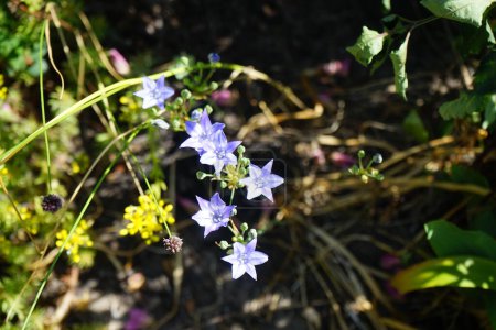 Foto de Triteleia laxa "Murielae" florece en junio. Triteleia laxa, Brodiaea laxa, es un lirio trillizo conocido por varios nombres comunes, incluyendo la lanza de Ithuriel, la triteleia común y la hierba. Berlín, Alemania - Imagen libre de derechos