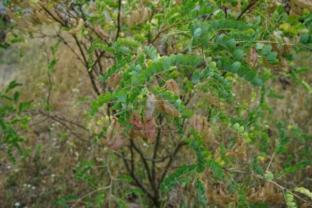 Téléchargez les photos : Colutea arborescens pousse en juillet. Colutea arborescens est une espèce d'arbuste légumineux connu sous le nom commun de vessie-senna. Berlin, Allemagne. - en image libre de droit
