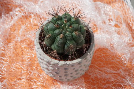Téléchargez les photos : Gymnocalycium saglionis pousse dans un pot de fleurs en juillet. Gymnocalycium saglionis, le cactus du menton géant, est une espèce de cactus globulaire. Berlin, Allemagne - en image libre de droit