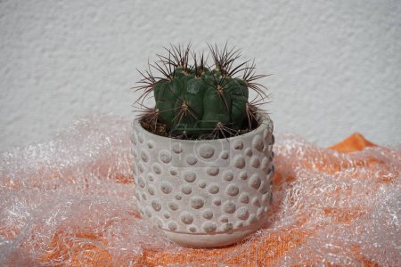 Téléchargez les photos : Gymnocalycium saglionis pousse dans un pot de fleurs en juillet. Gymnocalycium saglionis, le cactus du menton géant, est une espèce de cactus globulaire. Berlin, Allemagne - en image libre de droit