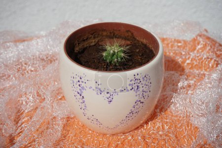 Téléchargez les photos : Coryphantha macromeris pousse dans un pot de fleurs en juillet. Coryphantha macromeris est une espèce de cactus de la famille des Coryphantha. Berlin, Allemagne - en image libre de droit