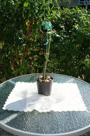 Téléchargez les photos : Selenicereus grandiflorus 'Queen of Night' pousse dans un pot de fleurs en juillet. Selenicereus grandiflorus est une espèce de cactus. Berlin, Allemagne - en image libre de droit