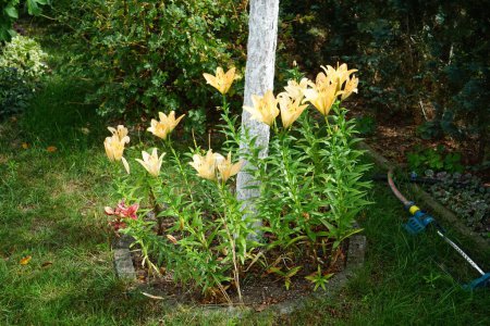 Los lirios en naranja y rosa florecen alrededor de un árbol en julio en el jardín. Lilium, lirios verdaderos, es un género de plantas herbáceas con flores que crecen de bulbos, todas con grandes flores prominentes. Berlín, Alemania