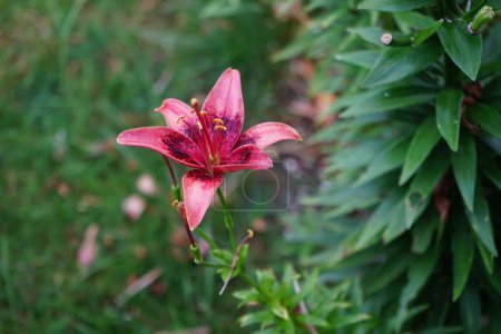Téléchargez les photos : Lilium x Hybrida 'Dot Com' fleurit en juillet dans le jardin. Lilium est un genre de plantes herbacées poussant à partir de bulbes, toutes avec de grandes fleurs proéminentes. Berlin, Allemagne - en image libre de droit