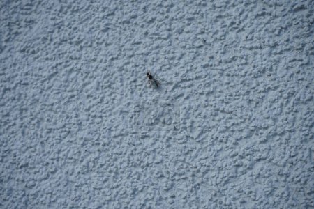 Foto de Camponotus con alas se sienta en una pared exterior blanca en julio. Carpenter ants, Camponotus spp. son grandes hormigas autóctonas de muchas partes boscosas del mundo. Berlín, Alemania - Imagen libre de derechos