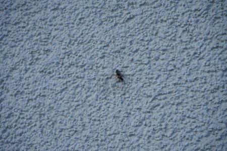 Foto de Camponotus con alas se sienta en una pared exterior blanca en julio. Carpenter ants, Camponotus spp. son grandes hormigas autóctonas de muchas partes boscosas del mundo. Berlín, Alemania - Imagen libre de derechos