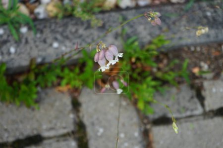 Photo for Silene vulgaris blooms in July. Silene vulgaris, the bladder campion or maidenstears, is a plant species of the genus Silene of the family Caryophyllaceae. Berlin, Germany - Royalty Free Image