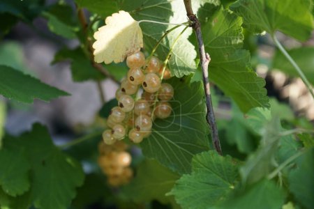 Photo for Ribes rubrum 'Witte Parel' with berries grows in July. The redcurrant or red currant, Ribes rubrum, is a member of the genus Ribes in the gooseberry family. Berlin, Germany - Royalty Free Image