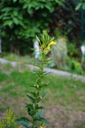 Foto de Oenothera biennis florece en julio. Oenothera biennis es una especie de planta fanerógama perteneciente a la familia Onagraceae. Berlín, Alemania - Imagen libre de derechos