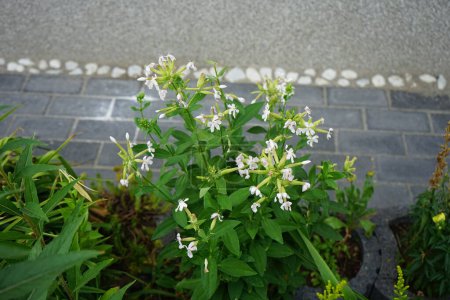 Saponaria officinalis florece en julio. Saponaria officinalis es una planta perenne común de la familia Caryophyllaceae, de la familia Caryophyllaceae. Berlín, Alemania