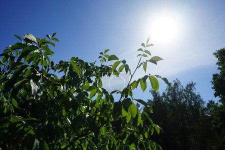 Die Früchte von Juglans regia reifen im Juli an den Zweigen. Juglans regia, die Persische, Englische, Karpaten-, Madeira- oder Gemeine Walnuss, ist eine Walnussbaumart der Alten Welt. Berlin, Deutschland 