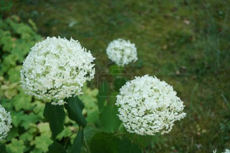 Photo for Hydrangea arborescens blooms in July. Hydrangea arborescens, smooth hydrangea, wild hydrangea, sevenbark, or in some cases, sheep flower, is a species of flowering plant in the family Hydrangeaceae. Berlin, Germany - Royalty Free Image