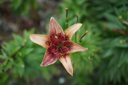 Téléchargez les photos : Lilium x Hybrida 'Dot Com' fleurit en juillet dans le jardin. Lilium est un genre de plantes herbacées poussant à partir de bulbes, toutes avec de grandes fleurs proéminentes. Berlin, Allemagne - en image libre de droit