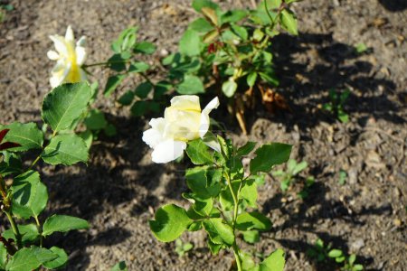 Foto de Rosa híbrida de té, Rosa 'Elina' florece con flores de color blanco cremoso a amarillo cremoso en julio en el parque. Rose es una planta leñosa perenne del género Rosa, perteneciente a la familia Rosaceae. Berlín, Alemania - Imagen libre de derechos