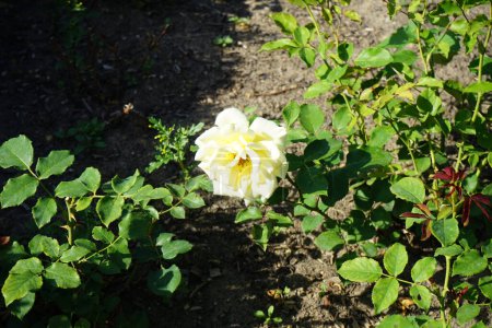 Foto de Rosa híbrida de té, Rosa 'Elina' florece con flores de color blanco cremoso a amarillo cremoso en julio en el parque. Rose es una planta leñosa perenne del género Rosa, perteneciente a la familia Rosaceae. Berlín, Alemania - Imagen libre de derechos