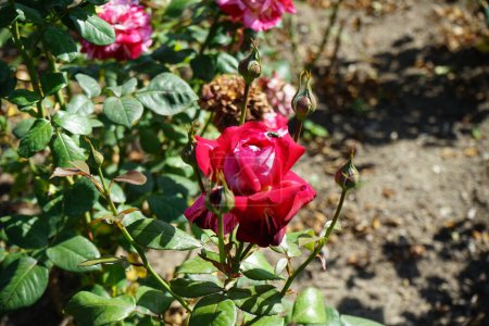 Foto de Mosca verde Lucilia César encaramada en la flor de la rosa híbrida del té, Rosa 'Julio Iglesias' en julio en el parque. Lucilia caesar es un miembro de la familia Calliphoridae. Berlín, Alemania - Imagen libre de derechos