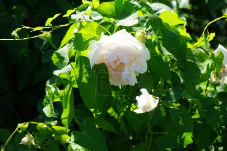 Foto de Rosa de los arbustos, Rosa 'Sebastian KNEIPP', florece con un color blanco cremoso, rosa amarillento en el centro de las flores en julio en el parque. Rose es una planta leñosa perenne del género Rosa, perteneciente a la familia Rosaceae. Berlín, Alemania - Imagen libre de derechos