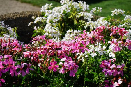 Téléchargez les photos : Les géraniums fleurissent en juillet dans le parc. Pelargonium, géraniums, pelargoniums ou cigognes, est un genre de plantes à fleurs. Berlin, Allemagne - en image libre de droit