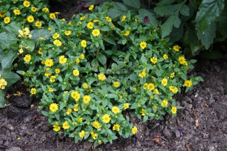 Photo for Sanvitalia procumbens blooms with yellow flowers in July. Sanvitalia procumbens, Mexican creeping zinnia, is the type species of the genus Sanvitalia and a member of the family Asteraceae. Berlin, Germany - Royalty Free Image