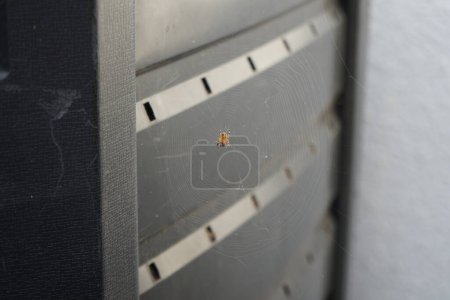 Téléchargez les photos : Une araignée de jardin Araneus diadematus enveloppe sa proie d'une bande de sécrétion et la mange. L'espèce d'araignée Araneus diadematus est communément appelée l'araignée de jardin européenne, l'araignée diadème, l'orangie, l'araignée croisée et le tisseur d'orbe couronné. Berlin, Allemagne - en image libre de droit