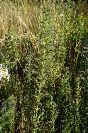 Foto de Echium vulgare florece con flores azules en un prado en julio. Echium vulgare es una especie de planta fanerógama perteneciente a la familia Boraginaceae. Berlín, Alemania - Imagen libre de derechos