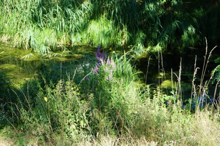 Foto de Lythrum salicaria florece con flores púrpuras en las orillas del río Wuhle en julio. Lythrum salicaria o morado loosestrife es una planta con flores perteneciente a la familia Lythraceae. Berlín, Alemania - Imagen libre de derechos