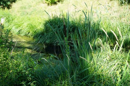 Foto de Typha latifolia crece en las orillas del río Wuhle en julio. Typha latifolia es una planta herbácea perenne del género Typha. Berlín, Alemania - Imagen libre de derechos
