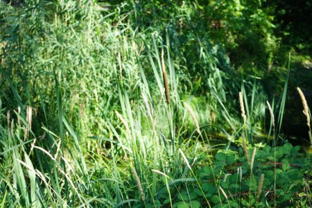 Foto de Typha latifolia crece en las orillas del río Wuhle en julio. Typha latifolia es una planta herbácea perenne del género Typha. Berlín, Alemania - Imagen libre de derechos
