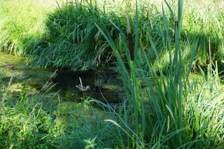 Foto de Los patos salvajes Anas platyrhynchos nadan en el río Wuhle cerca de las plantas Typha latifolia en julio. Typha latifolia es una planta herbácea perenne del género Typha. Berlín, Alemania - Imagen libre de derechos