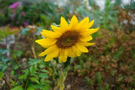 Photo for Dwarf sunflower, Helianthus annuus "Sunspot", blooms in the garden in July. Helianthus annuus, the common sunflower, is a large annual forb of the genus Helianthus. Berlin, Germany - Royalty Free Image