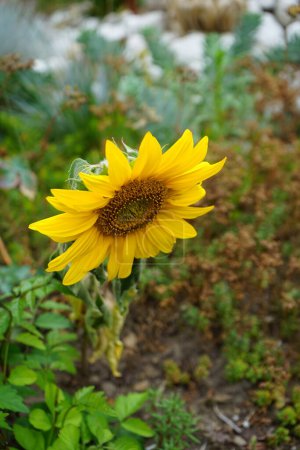 Photo for Dwarf sunflower, Helianthus annuus "Sunspot", blooms in the garden in July. Helianthus annuus, the common sunflower, is a large annual forb of the genus Helianthus. Berlin, Germany - Royalty Free Image