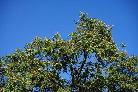 Foto de Un manzano con frutos crece en julio. Una manzana es un fruto comestible producido por un manzano, Malus domestica. Berlín, Alemania - Imagen libre de derechos
