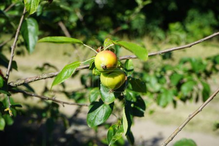 Foto de El manzano silvestre, Malus sylvestris, con frutos crece en julio. Malus sylvestris es una especie de anfibios de la familia Mordellidae. Berlín, Alemania - Imagen libre de derechos