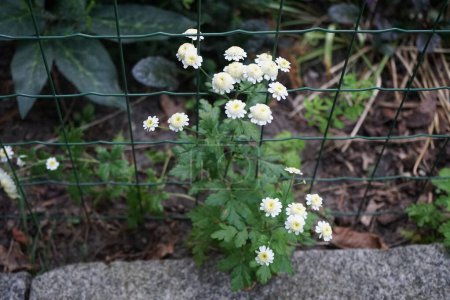 Photo for Tanacetum parthenium produces double white with a yellow center flowers in July. Tanacetum parthenium, Chrysanthemum parthenium, feverfew, is a flowering plant in the daisy family, Asteraceae. Berlin, Germany - Royalty Free Image