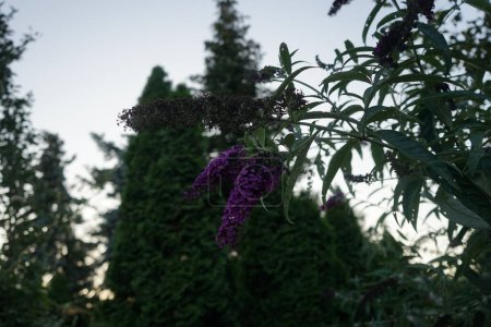 Buddleja davidii 'Nanho Purple' florece en julio. Buddleja davidii es una especie de planta fanerógama perteneciente a la familia Scrophulariaceae. Berlín, Alemania