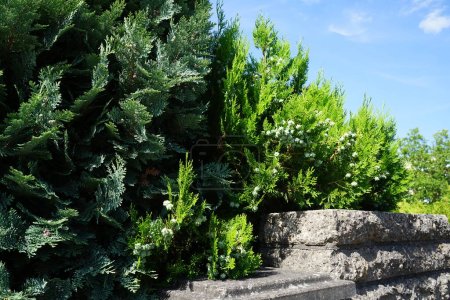 Photo for Chamaecyparis lawsoniana with blue-green needles and Platycladus orientalis with yellow-green needles grow in July. Berlin, Germany - Royalty Free Image