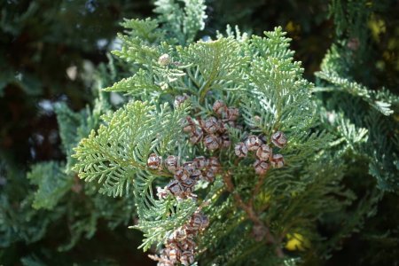 Photo for Chamaecyparis lawsoniana with blue needles grows in July. Chamaecyparis lawsoniana, Port Orford cedar or Lawson cypress, is a species of conifer in the genus Chamaecyparis, family Cupressaceae. Berlin, Germany - Royalty Free Image