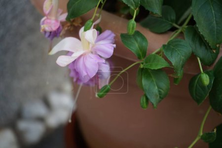 Téléchargez les photos : Le fuchsia géant 'Holly Beauty' fleurit dans un pot de fleurs en juillet avec des fleurs rose-violet clair. Fuchsia est un genre de plantes de la famille des Onagraceae. Berlin, Allemagne - en image libre de droit