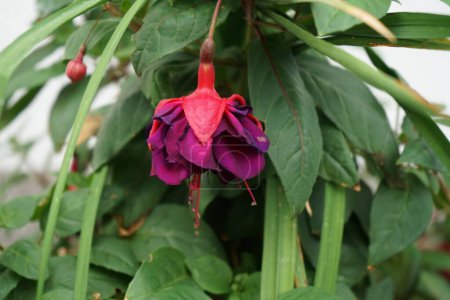Téléchargez les photos : Le fuchsia géant 'Voodoo' fleurit avec des fleurs rouge-violet dans un pot de fleurs en juillet. Fuchsia est un genre de plantes de la famille des Onagraceae. Berlin, Allemagne - en image libre de droit