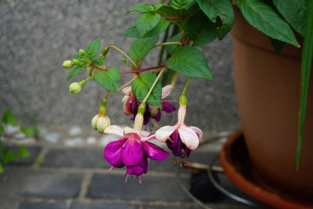 Téléchargez les photos : Le fuchsia géant 'Deep Purple' fleurit avec des fleurs blanc-violet dans un pot de fleurs en juillet. Fuchsia est un genre de plantes de la famille des Onagraceae. Berlin, Allemagne - en image libre de droit