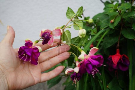 Téléchargez les photos : Fuchsias géantes 'Deep Purple' et 'Voodoo' fleurissent dans un pot de fleurs en juillet. Fuchsia est un genre de plantes de la famille des Onagraceae. Berlin, Allemagne - en image libre de droit