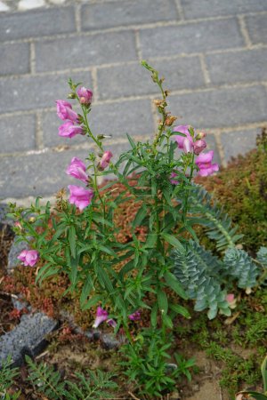 Foto de Antirrhinum majus florece con flores rosadas en julio. Antirrhinum majus es una especie de planta fanerógama perteneciente al género Antirrhinum. Berlín, Alemania - Imagen libre de derechos