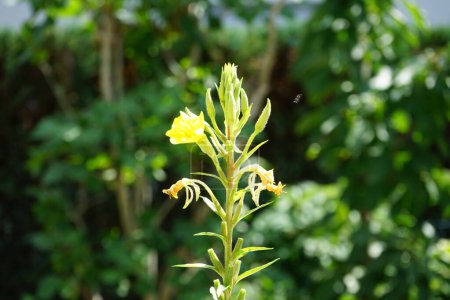 Foto de Oenothera biennis florece en julio. Oenothera biennis es una especie de planta fanerógama perteneciente a la familia Onagraceae. Berlín, Alemania - Imagen libre de derechos