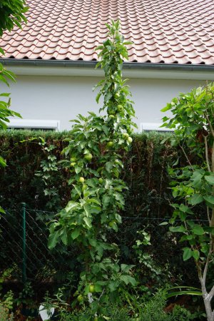 Foto de Manzano columnar, Malus domestica Bailarina 'Braeburn', con frutos inmaduros crece en julio. Malus es un género de árboles caducifolios perteneciente a la familia Rosaceae. Berlín, Alemania - Imagen libre de derechos