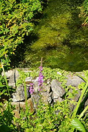 Photo for Lythrum salicaria with purple flowers, Acorus calamus and other plants grow near the pond. Lythrum salicaria or purple loosestrife is a flowering plant belonging to the family Lythraceae. Potsdam, Germany - Royalty Free Image