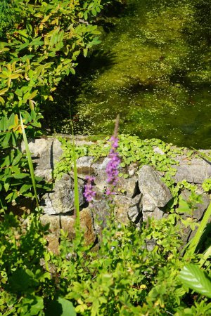 Foto de Lythrum salicaria con flores púrpuras, Acorus calamus y otras plantas crecen cerca del estanque. Lythrum salicaria o morado loosestrife es una planta con flores perteneciente a la familia Lythraceae. Potsdam, Alemania - Imagen libre de derechos