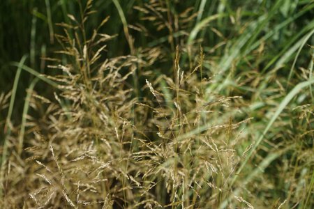 Das Gras Deschampsia cespitosa wächst im Juli. Deschampsia cespitosa, Haarbüschel-Haargras, ist eine mehrjährige Büschelpflanze aus der Familie der Grasgewächse (Poaceae). Potsdam, Deutschland 